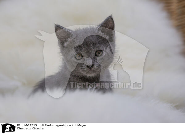 Chartreux Ktzchen / JM-11753