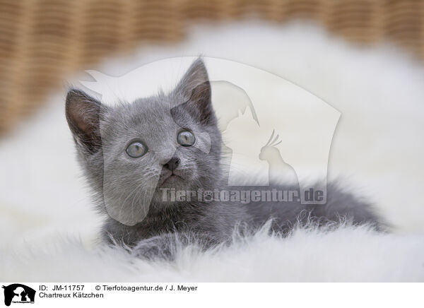 Chartreux Ktzchen / Chartreux Kitten / JM-11757