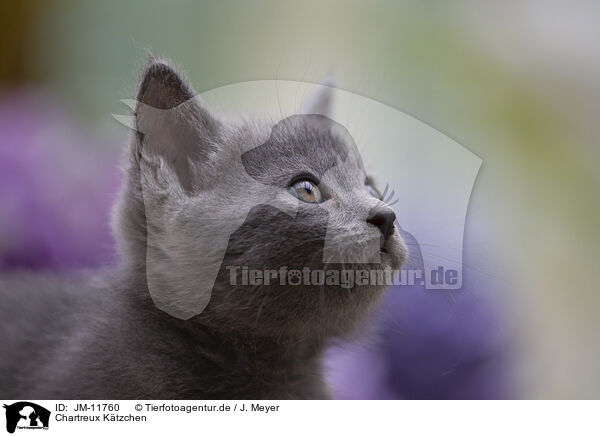 Chartreux Ktzchen / Chartreux Kitten / JM-11760