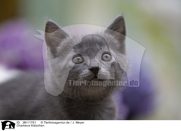 Chartreux Ktzchen / Chartreux Kitten / JM-11761