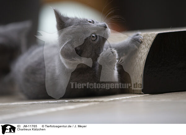 Chartreux Ktzchen / Chartreux Kitten / JM-11765