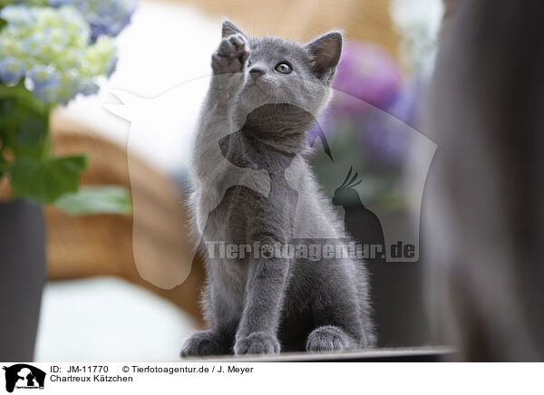 Chartreux Ktzchen / Chartreux Kitten / JM-11770