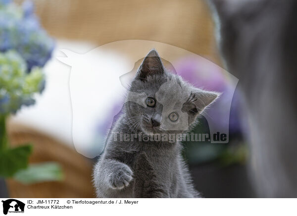 Chartreux Ktzchen / Chartreux Kitten / JM-11772