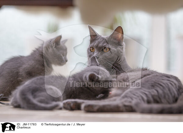 Chartreux / JM-11783