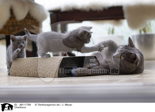 Chartreux / Chartreux / JM-11788