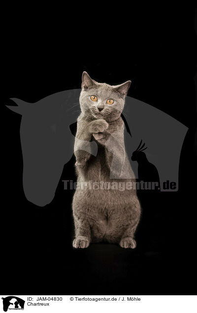 Chartreux / Chartreux / JAM-04830