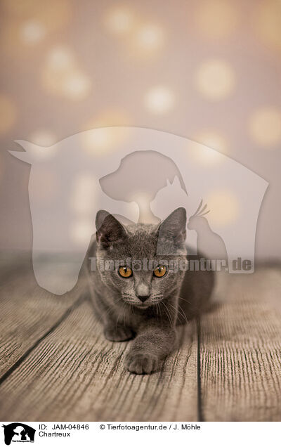 Chartreux / JAM-04846