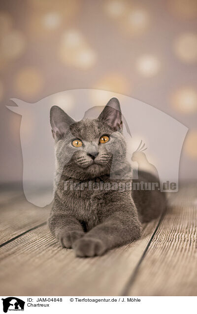 Chartreux / JAM-04848