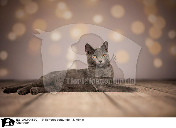 Chartreux / JAM-04850
