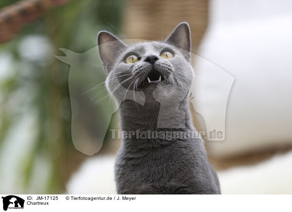 Chartreux / Chartreux / JM-17125