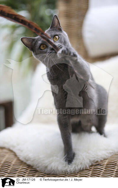 Chartreux / Chartreux / JM-17126