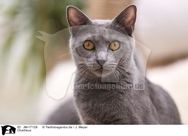 Chartreux / JM-17128