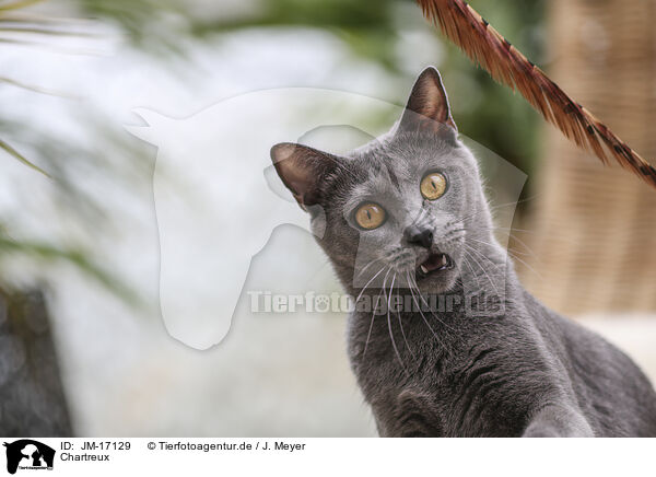 Chartreux / Chartreux / JM-17129