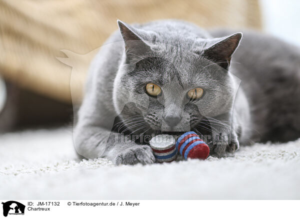 Chartreux / JM-17132