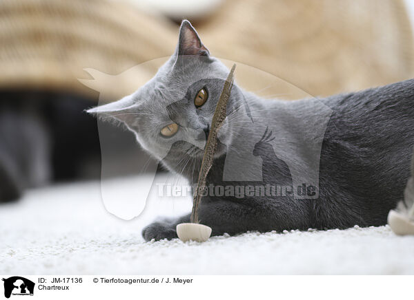 Chartreux / Chartreux / JM-17136