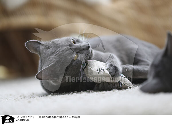 Chartreux / JM-17143