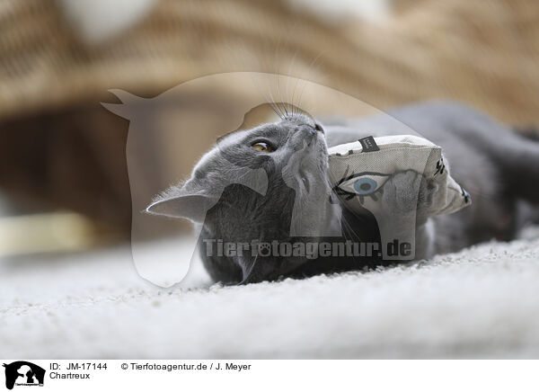 Chartreux / Chartreux / JM-17144