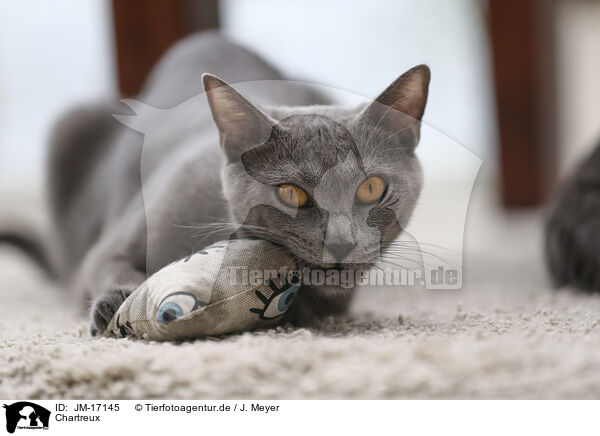 Chartreux / Chartreux / JM-17145