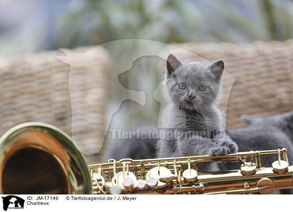 Chartreux / Chartreux / JM-17146