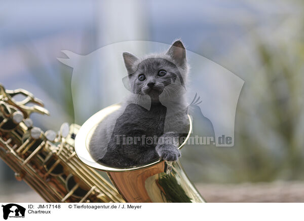 Chartreux / Chartreux / JM-17148