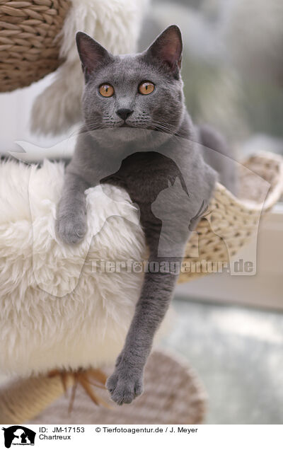 Chartreux / Chartreux / JM-17153