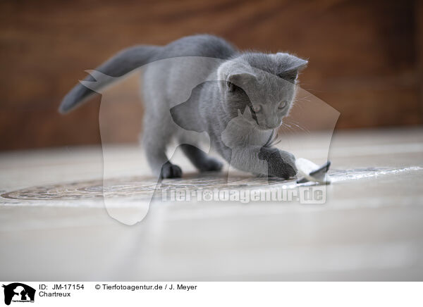 Chartreux / Chartreux / JM-17154