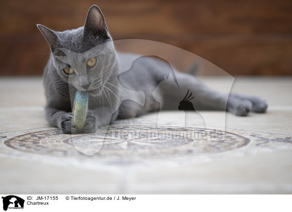 Chartreux / Chartreux / JM-17155