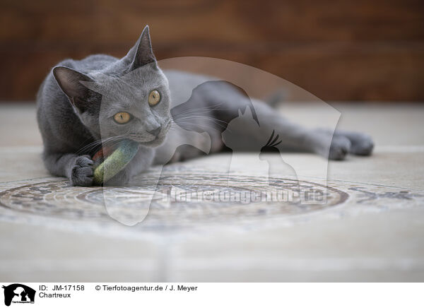 Chartreux / Chartreux / JM-17158