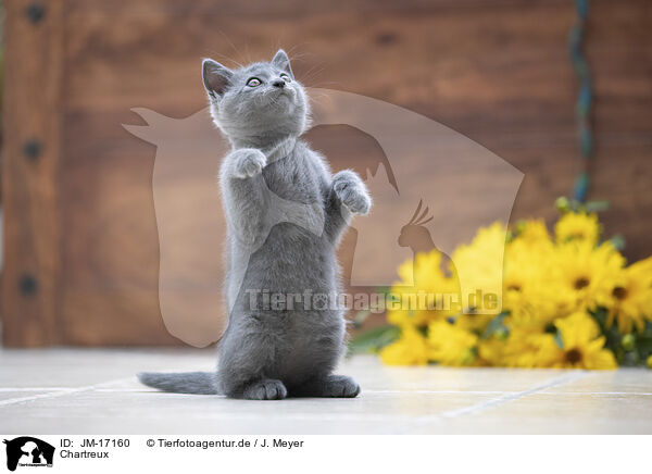 Chartreux / Chartreux / JM-17160