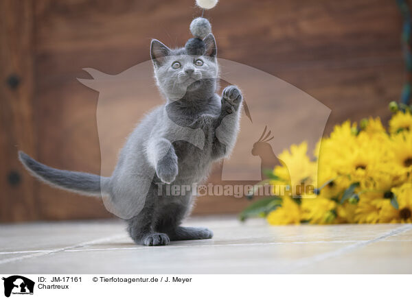 Chartreux / Chartreux / JM-17161