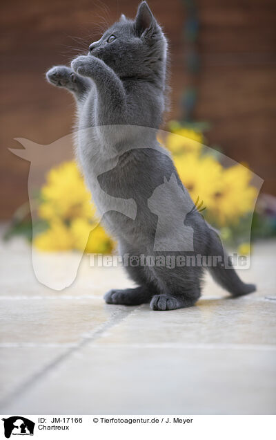 Chartreux / Chartreux / JM-17166