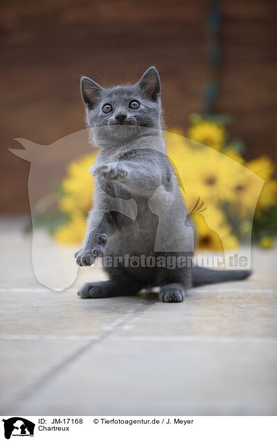 Chartreux / Chartreux / JM-17168