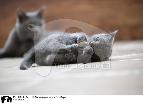 Chartreux / Chartreux / JM-17174