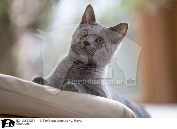 Chartreux / JM-21271