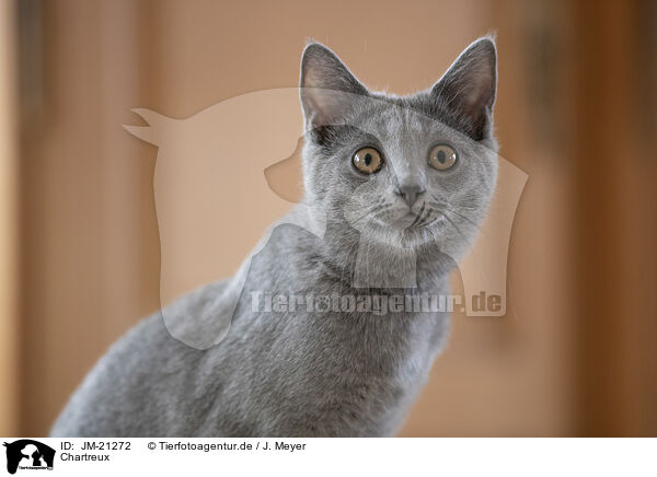 Chartreux / Chartreux / JM-21272