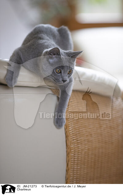 Chartreux / Chartreux / JM-21273