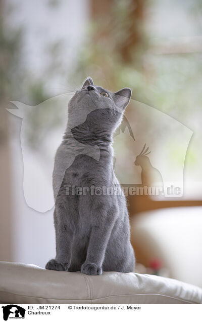Chartreux / Chartreux / JM-21274