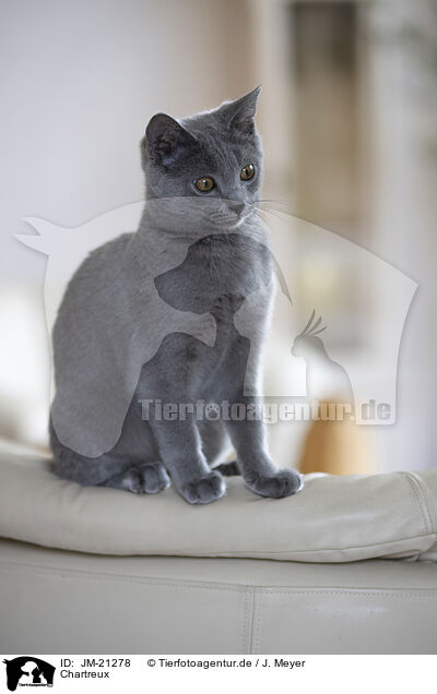 Chartreux / Chartreux / JM-21278