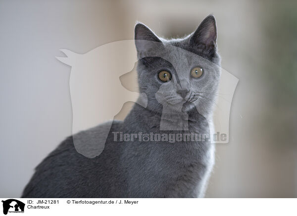 Chartreux / JM-21281