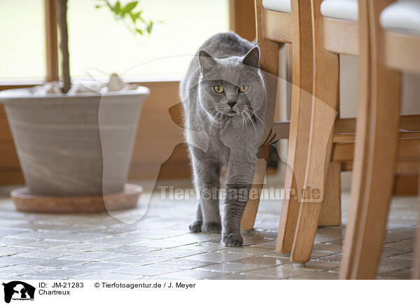 Chartreux / Chartreux / JM-21283
