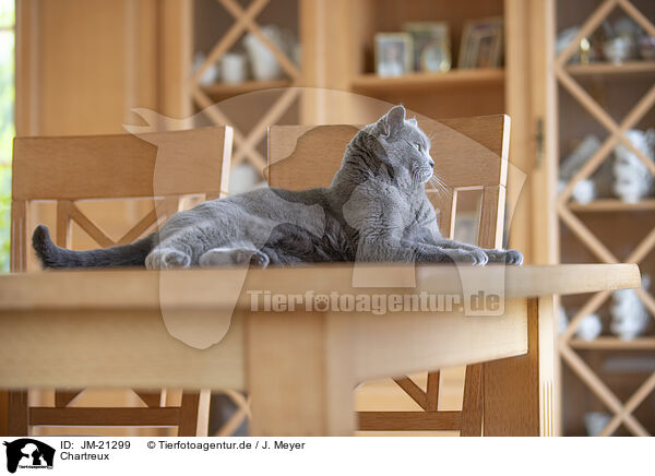 Chartreux / Chartreux / JM-21299