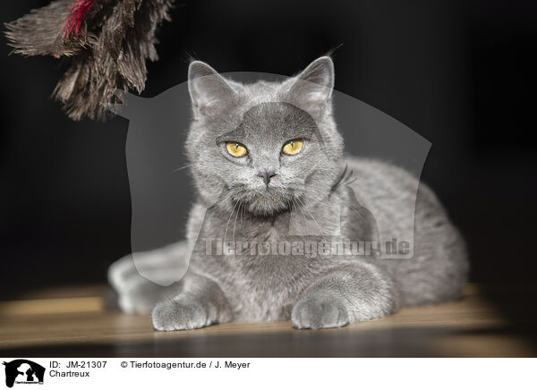 Chartreux / JM-21307