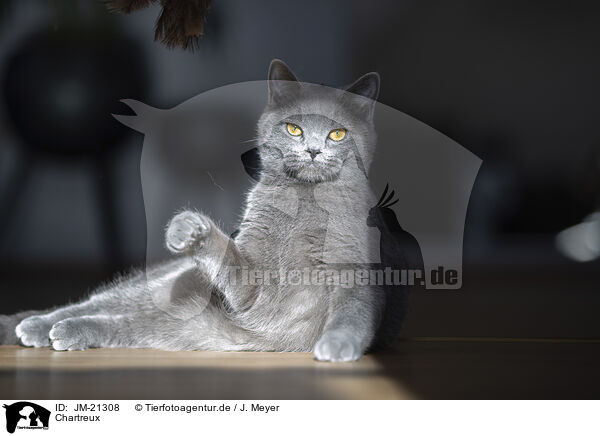 Chartreux / Chartreux / JM-21308