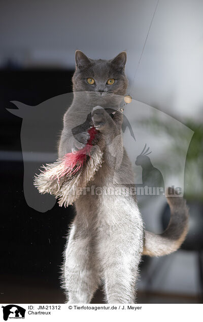 Chartreux / JM-21312