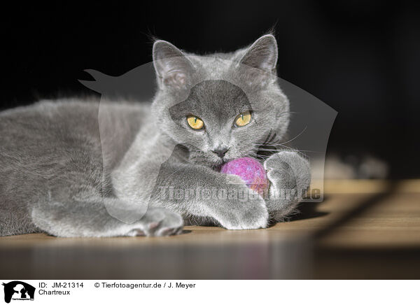 Chartreux / JM-21314