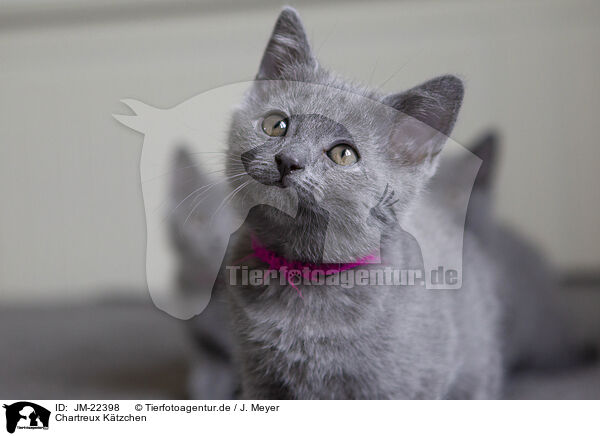 Chartreux Ktzchen / JM-22398