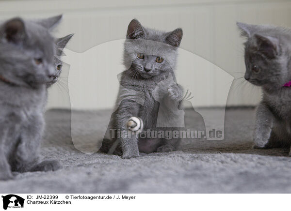 Chartreux Ktzchen / JM-22399