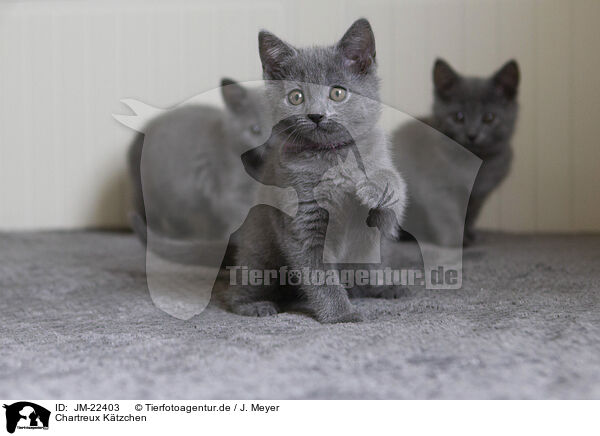 Chartreux Ktzchen / Chartreux kitten / JM-22403