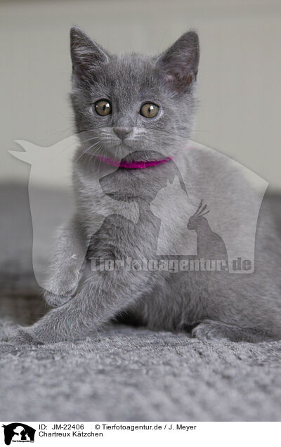 Chartreux Ktzchen / Chartreux kitten / JM-22406
