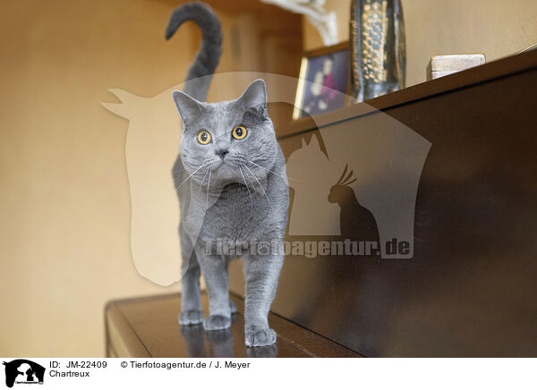 Chartreux / JM-22409
